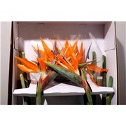 image фото Strelitzia Reginae - стрелиция оптом купить цветы и растения из Голландии, Германии, Италии, Испании, Дании, Эквадора, Колумбии, Азии, Африки, Израиля, Китая, Тайланда, Тайваня с доставкой по Украине в: Киев, Львов, Черкассы, Кировоград, Полтава, Ровно, Днепропетровск, Запорожье, Харьков, Кривой Рог, Днепр, Одесса, Николаев, Херсон, Умань, Кропивницкий